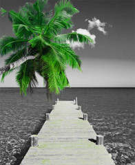 Fototapety  Molo i zielona palma