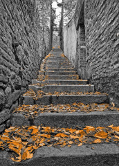 Fotografia czarno-biała - pomarańczowe liście na schodach