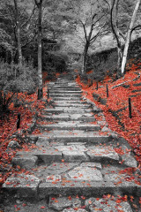 Fototapety  Fotografia czarno-biała - schody w jesiennym lesie