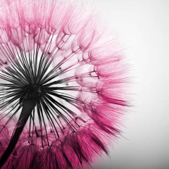 Fotografia czarno-biała z kolorem różowym - dmuchawiec