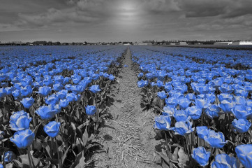 Fototapety  Fotografia czarno-biała z niebieskim akcentem - Tulipany