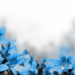 Fotografia czarno-biała z niebieskimi kwiatami