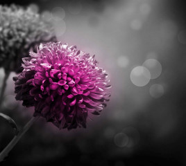 Obrazy na Plexi  Fotografia czarno-biała z kolorem różowym - dalia