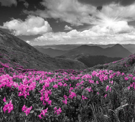 Fotografia czarno-biała z różową łaką w górach