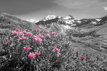 Fotografia czarno-biała z różowymi kwiatami na tle gór