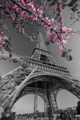 Fotografia czarno-biała z wieżą Eiffla i kwitnącym różowym drzewem