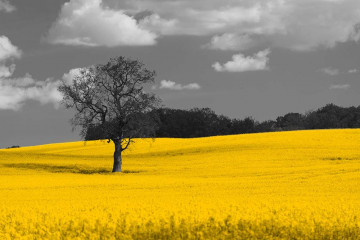 Obrazy na Plexi  Fotografia czarno-biała z żółtym akcentem - Krajobraz z rzepakiem