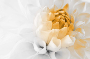 Fotografia czarno-biała z żółtym akcentem - Kwiat Dalii