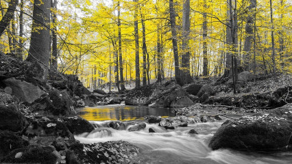 Fotografia czarno-biała z żółtym lasem 