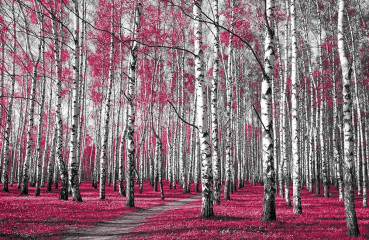 Fototapety  Fotografia czarno-biała z różowymi akcentem - Las brzozowy