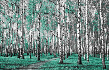 Fotografia czarno-biała z turkusowym akcentem - Las brzozowy