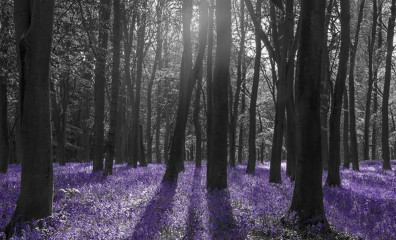Fototapety  Fotografia czarno-biała z fioletowym akcentem - Łąka w lesie