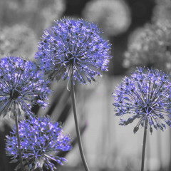 Fototapety  Fotografia czarno-biała z niebieskim akcentem - Kwiaty