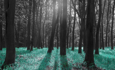 Fotografia czarno-biała z turkusowym akcentem - Łąka w lesie