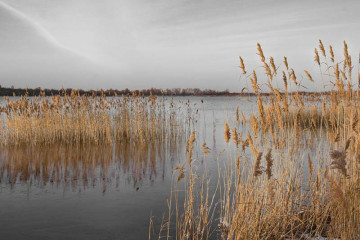 Fotografia czarno-biała z kolorowym akcentem - Trzcina na jeziorze