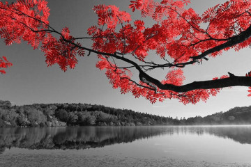 Fototapety  Fotografia czarno-biała z czerwonym akcentem - Drzewo na tle jeziora i lasu