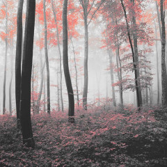Fototapety  Fotografia czarno-biała z czerwonym akcentem - Las we mgle