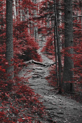 Fototapety  Fotografia czarno-biała z czerwonym akcentem - Ścieżka w lesie