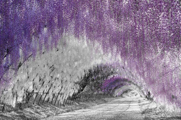 Fototapety  Fotografia czarno-biala z fioletowym akcentem - Kwiecisty tunel
