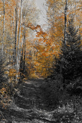 Fototapety  Fotografia czarno-biała z kolorem - Jesienny las