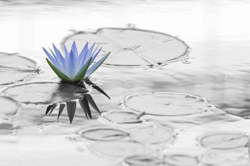 Obrazy na Plexi  Fotografia czarno-biała z kolorowym akcentem - lilia