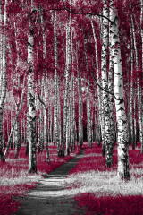 Fotografia czarno-biała z różowymi akcentami - Aleja brzozowa