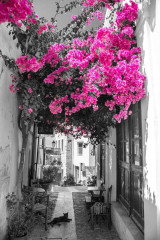 Fototapety  Fotografia czarno-biała z różowym akcentem - Grecka uliczka z kotem