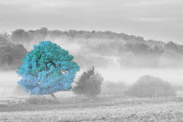 Fototapety  Fotografia czarno-biała z turkusowym akcentem - Drzewo we mgle