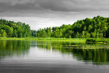 Fotografia czarno-biała z zielonym akcentem - Drzewa nad jeziorem