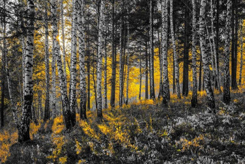 Fototapety  Fotografia czarno-biała z żółtym akcentem - Jesienny las brzozowy