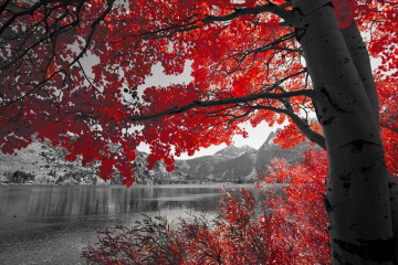Fotografia czarno-biała z czerwonym drzewem