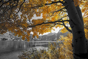 Fototapety  Fotografia czarno-biała z żółtym drzewem