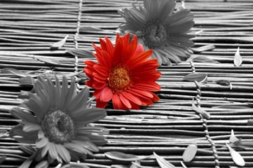 Fotografia czarno-biała z czerwonym kwiatem