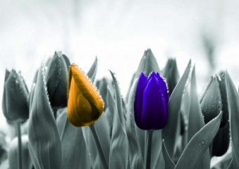 Fotografia czarno-biała z żółtym i fioletowym tulipanem