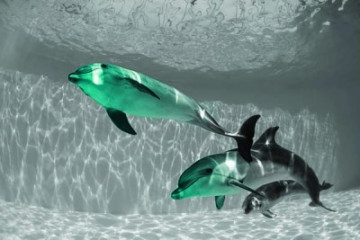 Fotografia czarno-biała z turkusowymi delfinami