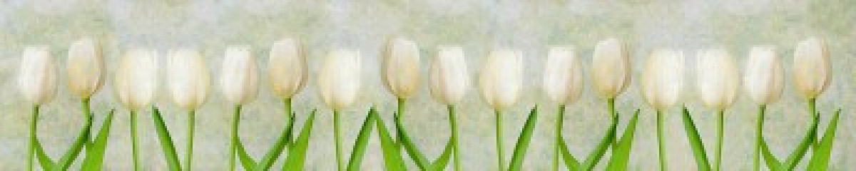 Fototapety  Białe tulipany