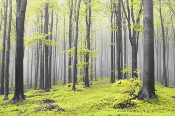 Fototapety  Fototapeta monochromatyczna z zielonym lasem