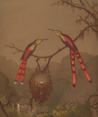 Fototapety  Martin Johnson Heade - Brazilian Hummingbirds I