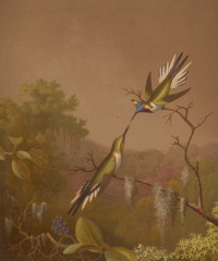 Fototapety  Martin Johnson Heade - Brazilian Hummingbirds III