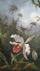 Fototapety  Martin Johnson Heade - Two Hummingbirds Above a White Orchid