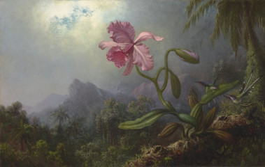 Fototapety  Martin Johnson Heade - Two Hummingbirds with an Orchid