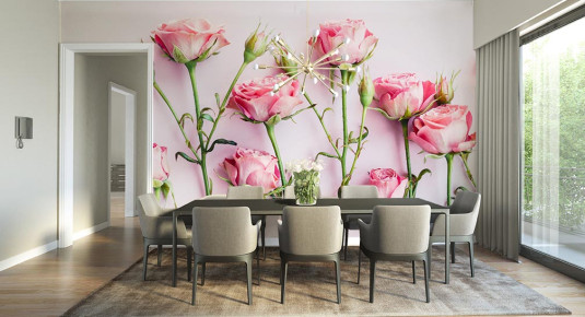 Fototapeta różowe kwiaty róż na różowym tle