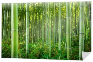 Bambusowy las Arashiyama w pobliżu Kioto, Japonia