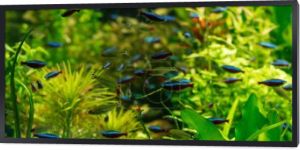 małe ryby pływające pod wodą wśród zielonych wodorostów w akwarium, panoramiczne ujęcie