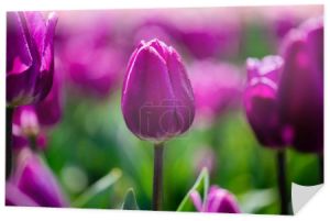 selektywne skupienie się na pięknych fioletowych tulipanach