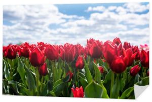 kolorowe czerwone tulipany na tle błękitnego nieba i chmur