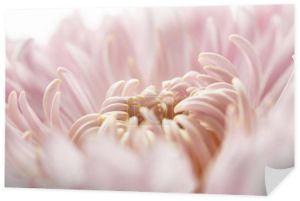 zbliżenie widok różowy chryzantema izolowane na białym