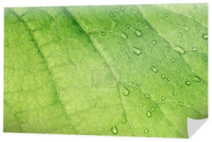 makro texture zielony liść z wody spada 