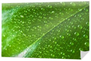 Widok z bliska zielony liść z kroplami wody 