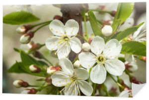Biały czereśnia kwitnący zbliżenie, naturalne tło. Koncepcja tło wiosna piękny charakter. Pory roku, ogrodnictwo, podziwianie kwiatów